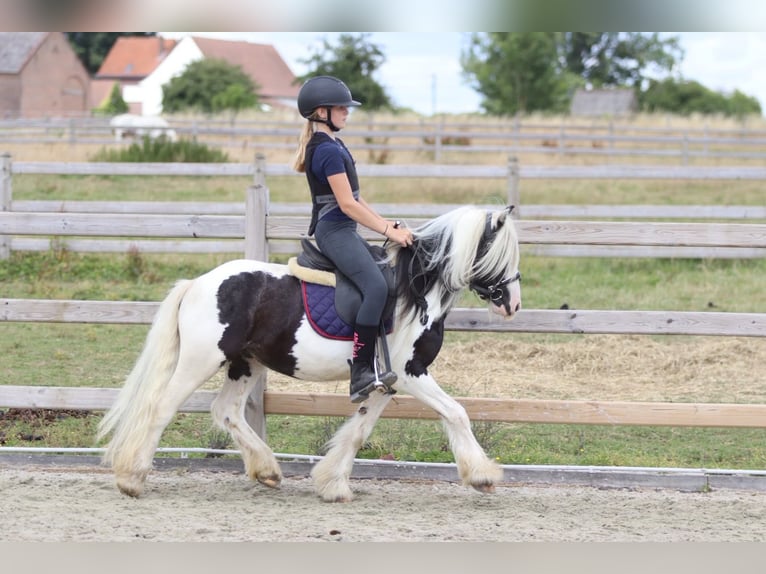 Gypsy Horse Gelding 5 years 11.2 hh Pinto in Pepingen