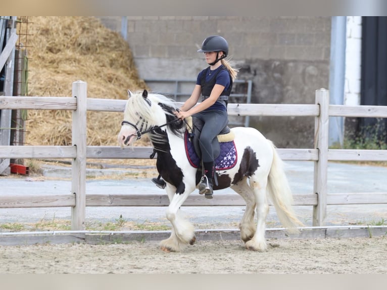 Gypsy Horse Gelding 5 years 11.2 hh Pinto in Pepingen