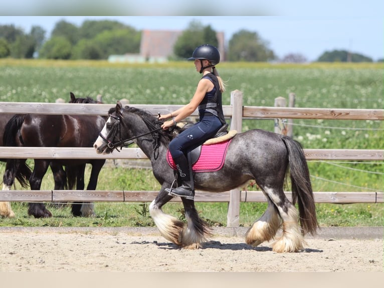 Gypsy Horse Gelding 5 years 11.2 hh Roan-Blue in Pepingen