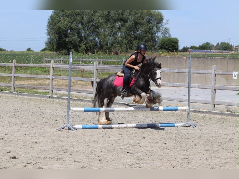 Gypsy Horse Gelding 5 years 11.2 hh Roan-Blue in Pepingen