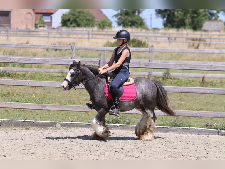 Gypsy Horse Gelding 5 years 11.2 hh Roan-Blue in Pepingen