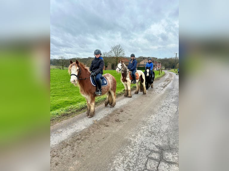 Gypsy Horse Gelding 5 years 11,3 hh Overo-all-colors in Bogaarden