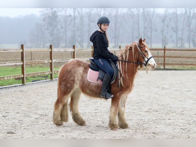 Gypsy Horse Gelding 5 years 11,3 hh Overo-all-colors in Bogaarden