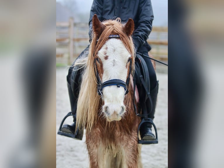 Gypsy Horse Gelding 5 years 11,3 hh Overo-all-colors in Bogaarden