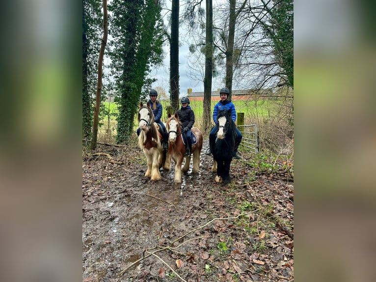 Gypsy Horse Gelding 5 years 11,3 hh Overo-all-colors in Bogaarden