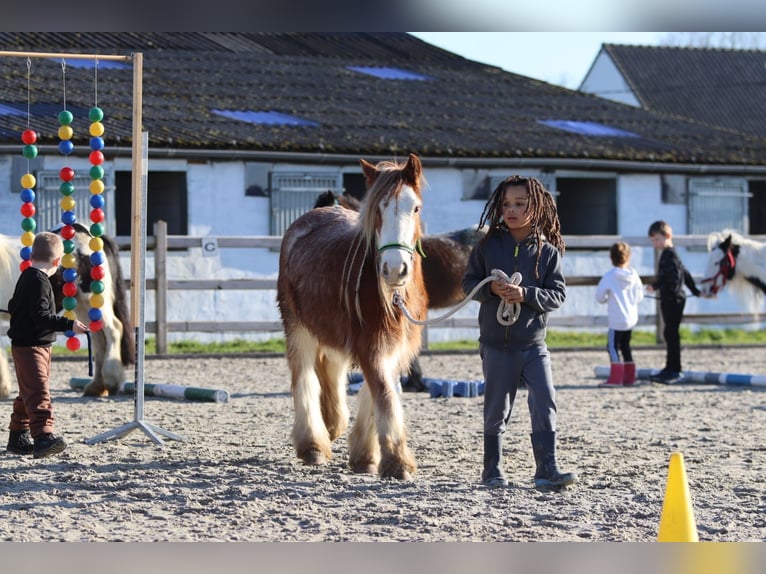 Gypsy Horse Gelding 5 years 11,3 hh Overo-all-colors in Bogaarden