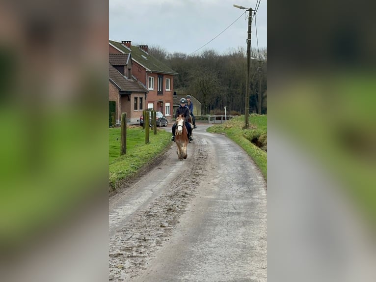 Gypsy Horse Gelding 5 years 11,3 hh Overo-all-colors in Bogaarden