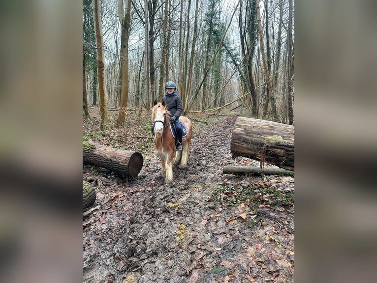 Gypsy Horse Gelding 5 years 11,3 hh Overo-all-colors in Bogaarden