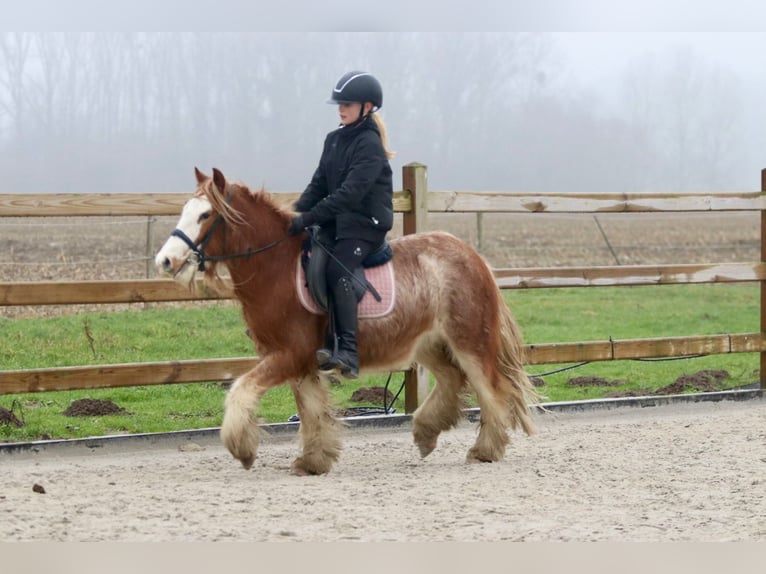 Gypsy Horse Gelding 5 years 11,3 hh Overo-all-colors in Bogaarden