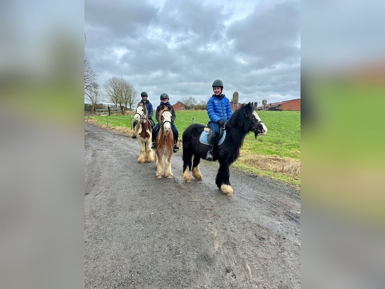 Gypsy Horse Gelding 5 years 11,3 hh Overo-all-colors in Bogaarden