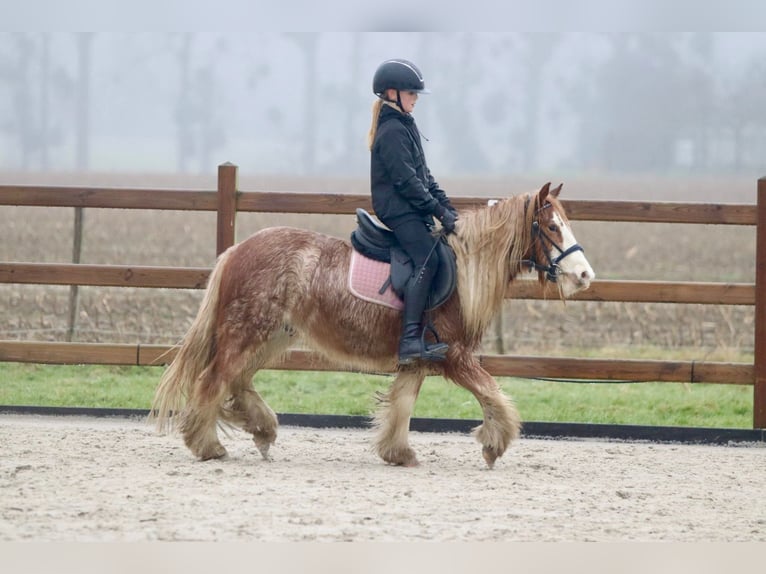 Gypsy Horse Gelding 5 years 11,3 hh Roan-Red in Bogaarden