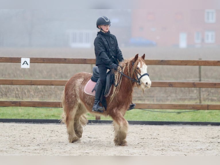 Gypsy Horse Gelding 5 years 11,3 hh Roan-Red in Bogaarden