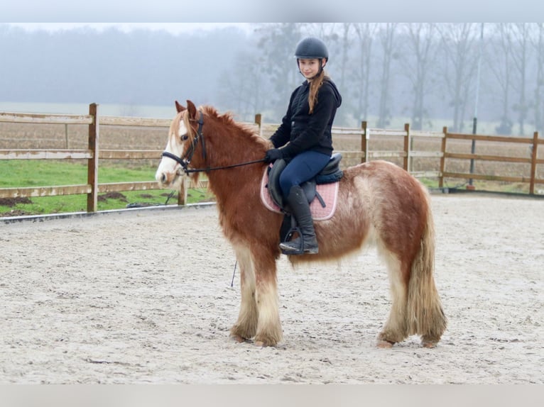 Gypsy Horse Gelding 5 years 11,3 hh Roan-Red in Bogaarden