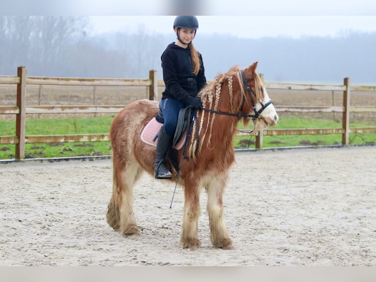 Gypsy Horse Gelding 5 years 11,3 hh Roan-Red in Bogaarden