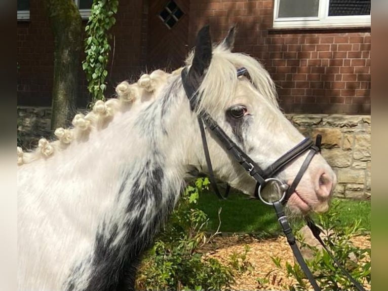 Gypsy Horse Gelding 5 years 12,1 hh Pinto in Hopsten