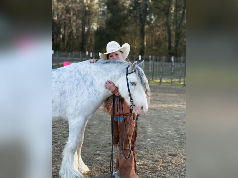 Gypsy Horse Gelding 5 years 12.2 hh Sabino in Bloomburg