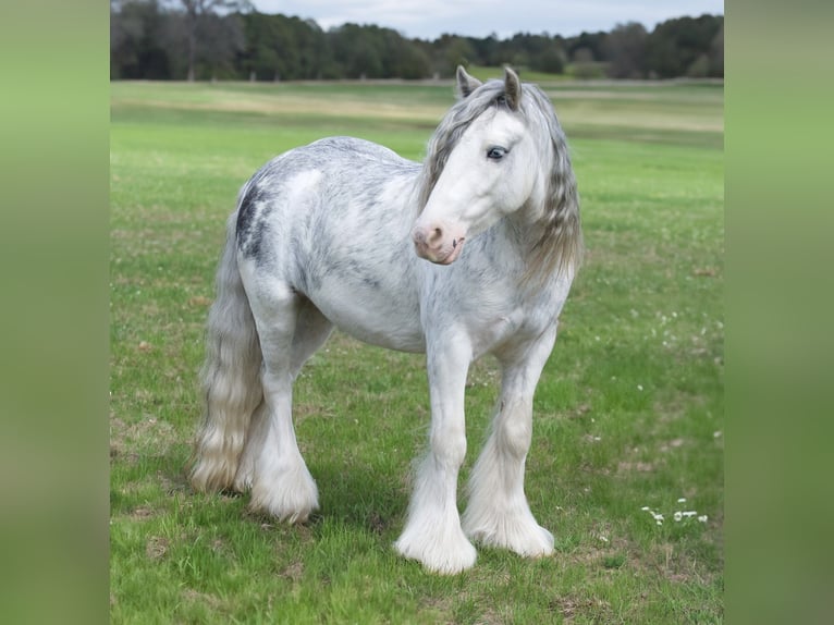 Gypsy Horse Gelding 5 years 12.2 hh Sabino in Bloomburg