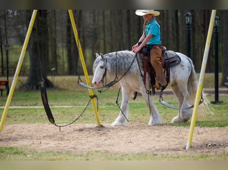 Gypsy Horse Gelding 5 years 12.2 hh Sabino in Bloomburg