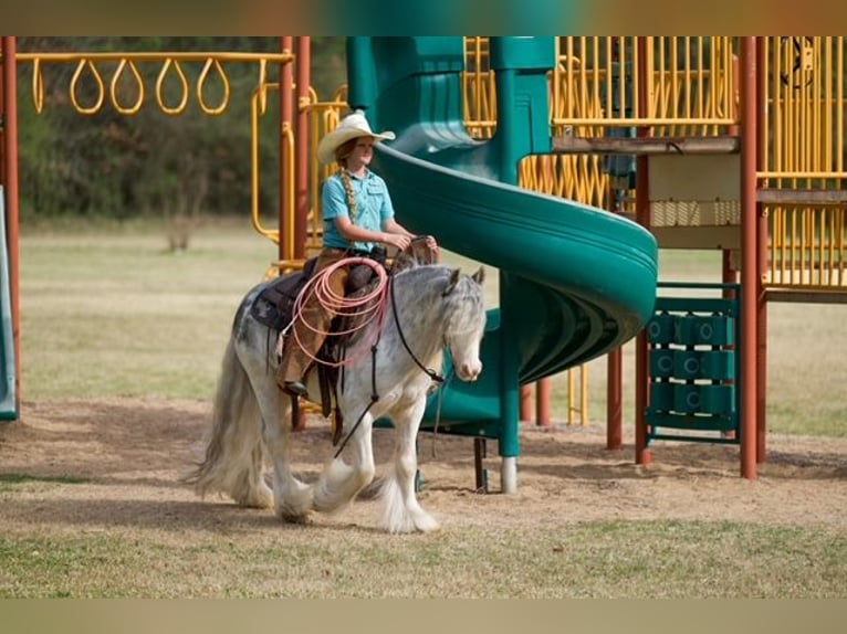 Gypsy Horse Gelding 5 years 12.2 hh Sabino in Bloomburg