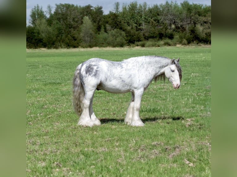 Gypsy Horse Gelding 5 years 12.2 hh Sabino in Bloomburg