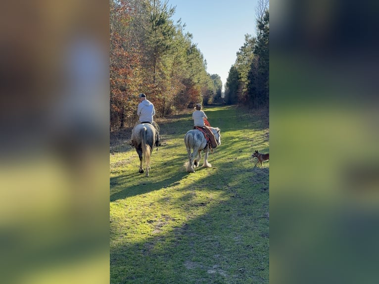 Gypsy Horse Gelding 5 years 12.2 hh Sabino in Bloomburg