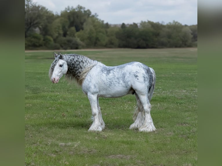 Gypsy Horse Gelding 5 years 12.2 hh Sabino in Bloomburg