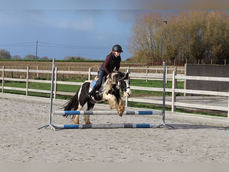 Gypsy Horse Gelding 5 years 12 hh Pinto in Bogaarden