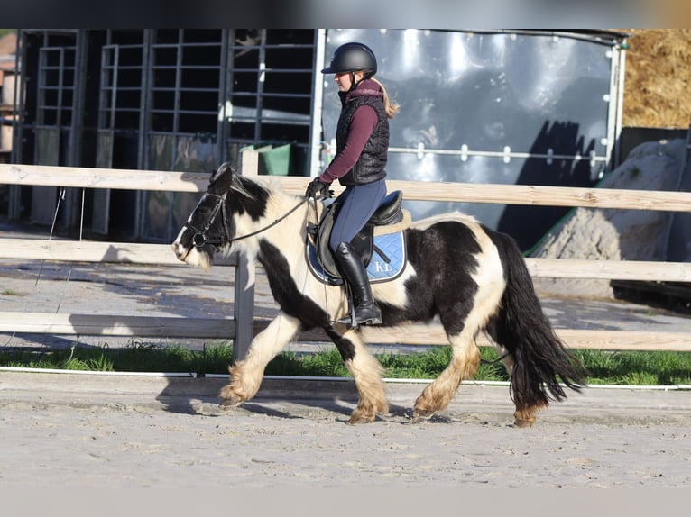Gypsy Horse Gelding 5 years 12 hh Pinto in Bogaarden
