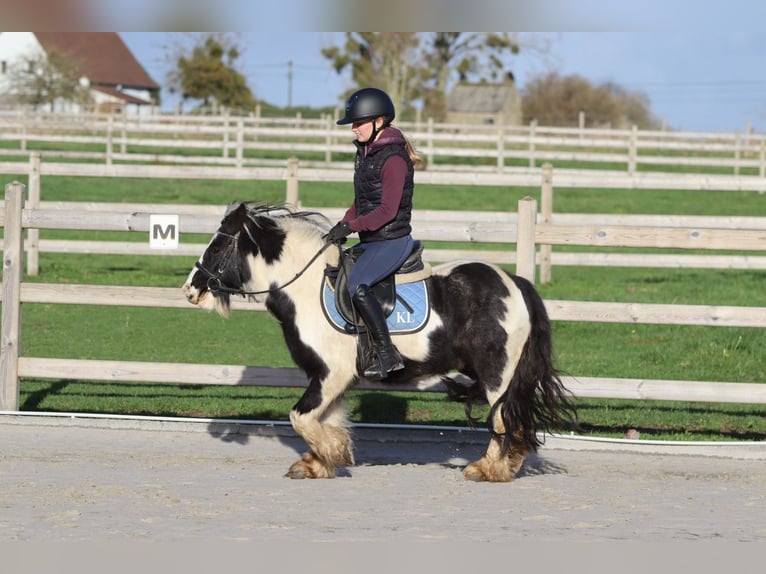 Gypsy Horse Gelding 5 years 12 hh Pinto in Bogaarden