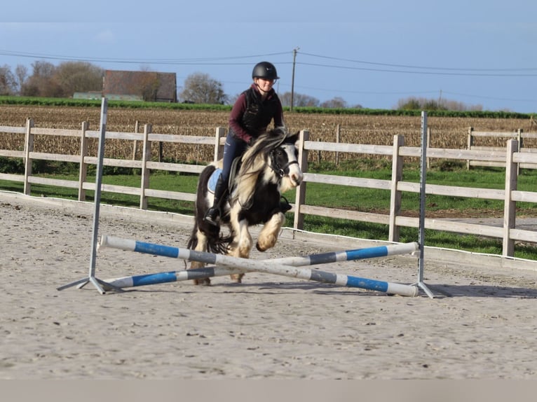 Gypsy Horse Gelding 5 years 12 hh Pinto in Bogaarden