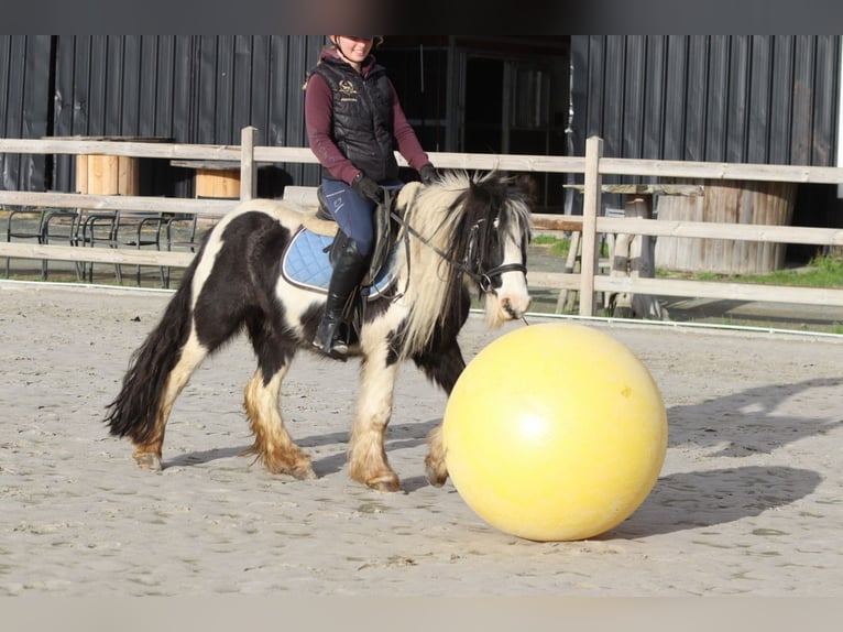 Gypsy Horse Gelding 5 years 12 hh Pinto in Bogaarden