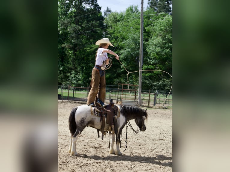 Gypsy Horse Mix Gelding 5 years 12 hh Pinto in Bloomburg