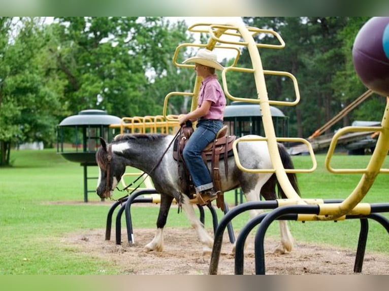 Gypsy Horse Mix Gelding 5 years 12 hh Pinto in Bloomburg
