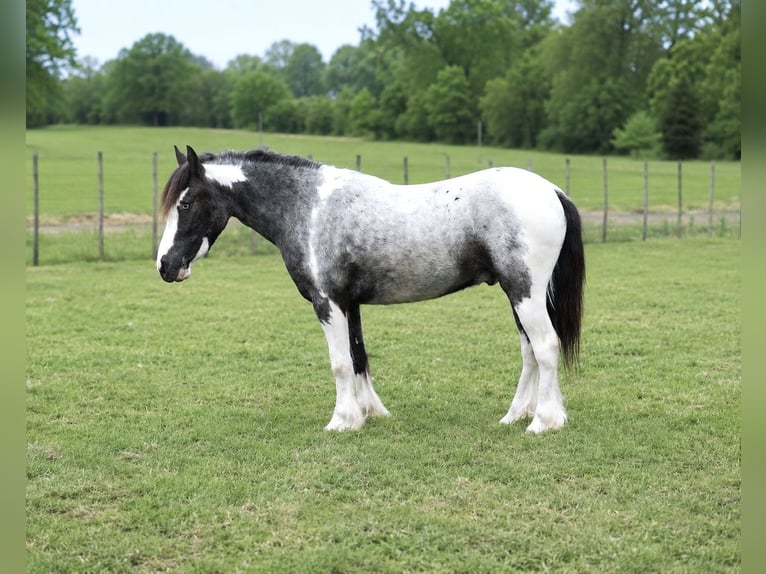 Gypsy Horse Mix Gelding 5 years 12 hh Pinto in Bloomburg