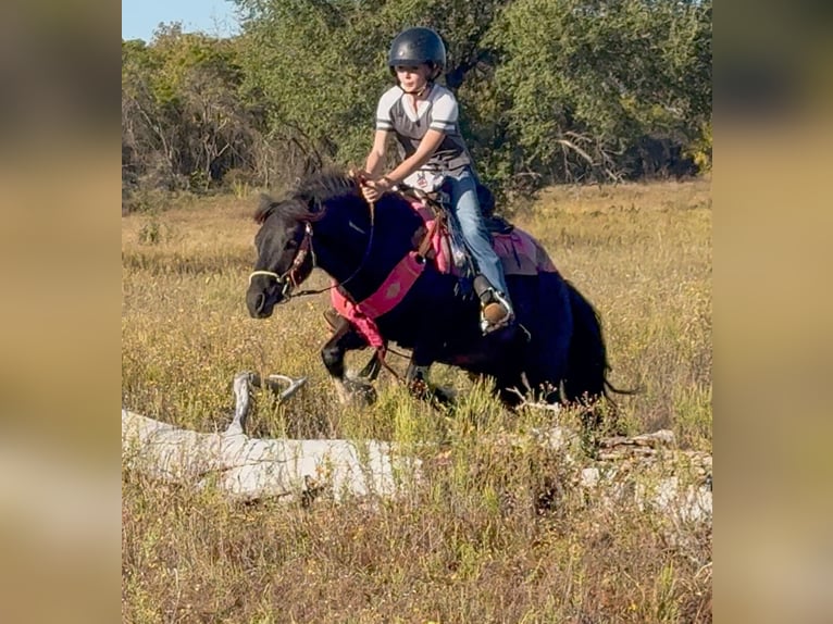 Gypsy Horse Mix Gelding 5 years 12 hh Pinto in Weatherford