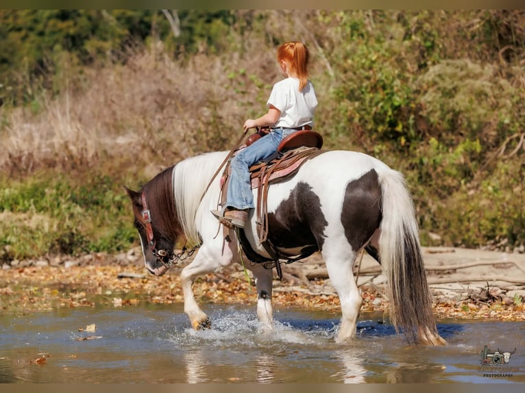 Gypsy Horse Gelding 5 years 12 hh Pinto in Auburn
