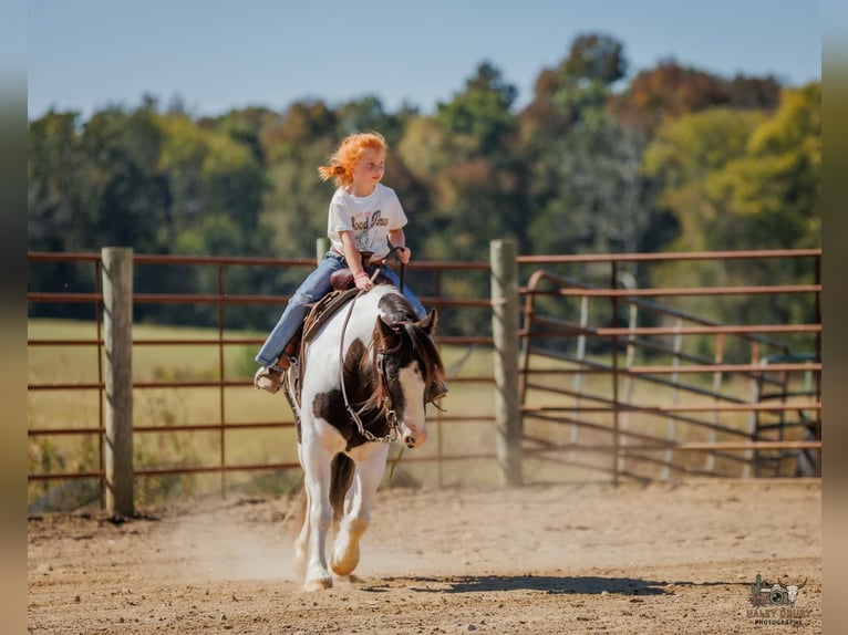 Gypsy Horse Gelding 5 years 12 hh Pinto in Auburn