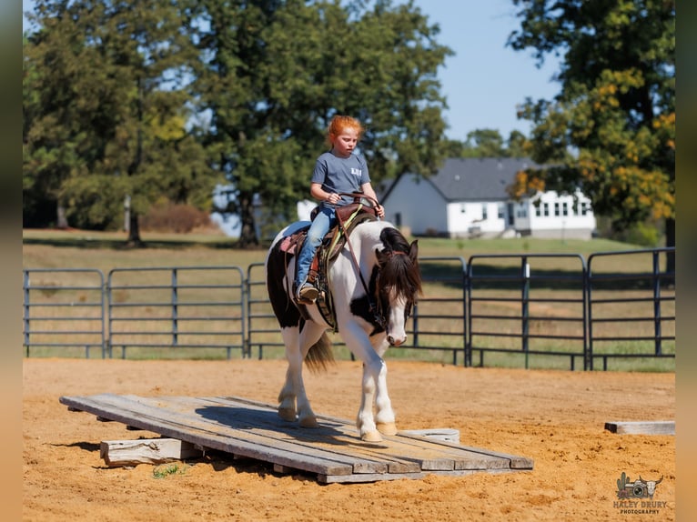 Gypsy Horse Gelding 5 years 12 hh Pinto in Auburn