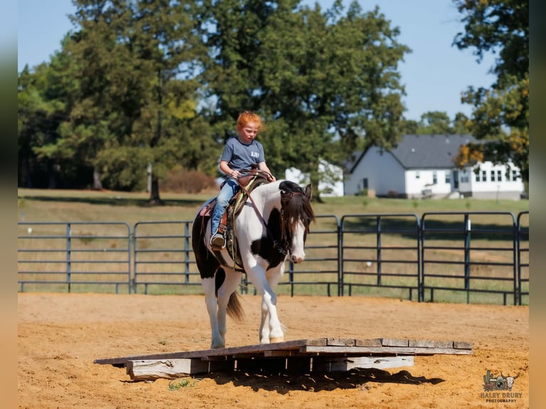 Gypsy Horse Gelding 5 years 12 hh Pinto in Auburn