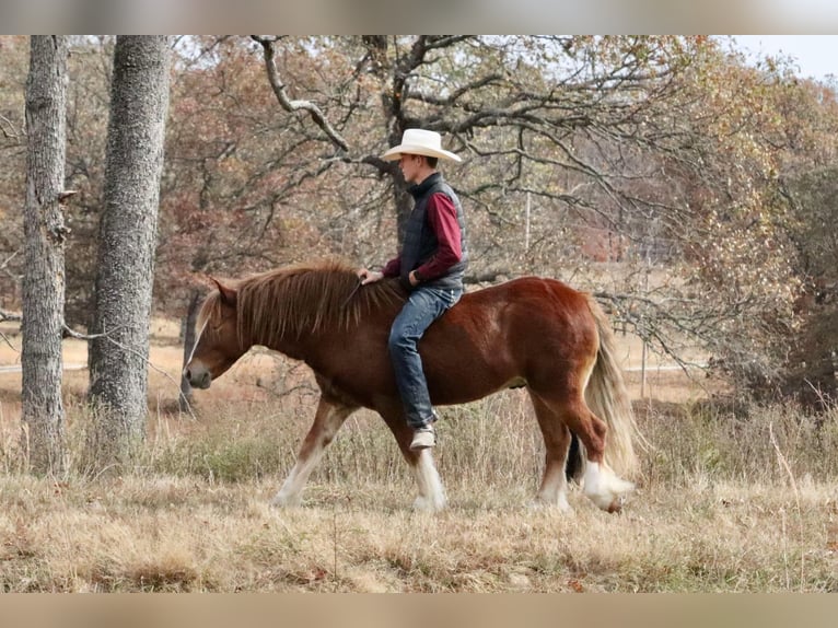 Gypsy Horse Mix Gelding 5 years 12 hh Sorrel in Mount Vernon, MO