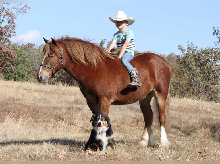 Gypsy Horse Mix Gelding 5 years 12 hh Sorrel in Mount Vernon, MO