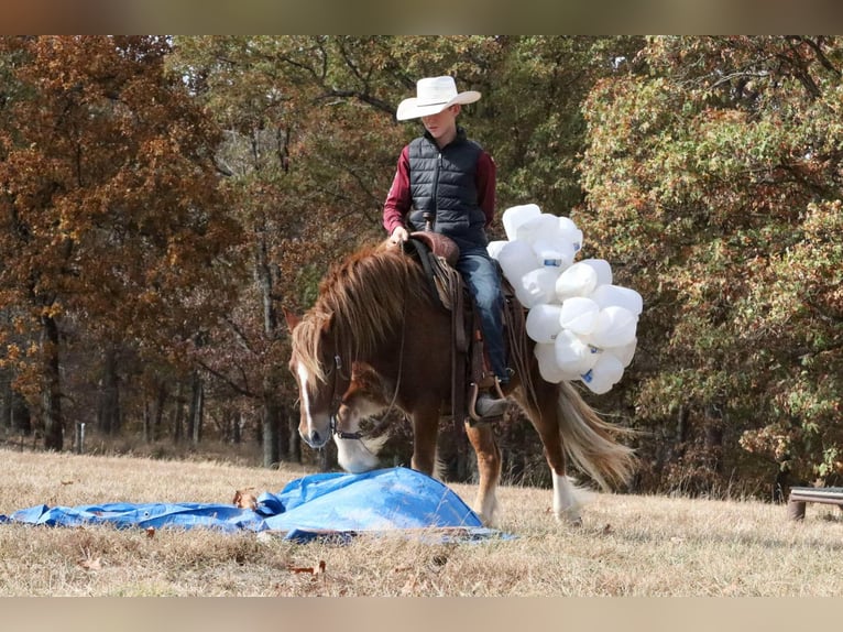 Gypsy Horse Mix Gelding 5 years 12 hh Sorrel in Mount Vernon, MO