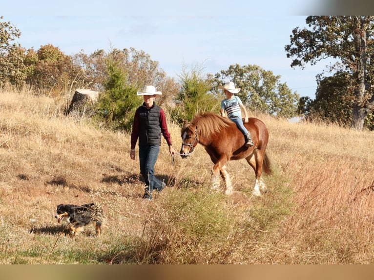 Gypsy Horse Mix Gelding 5 years 12 hh Sorrel in Mount Vernon, MO