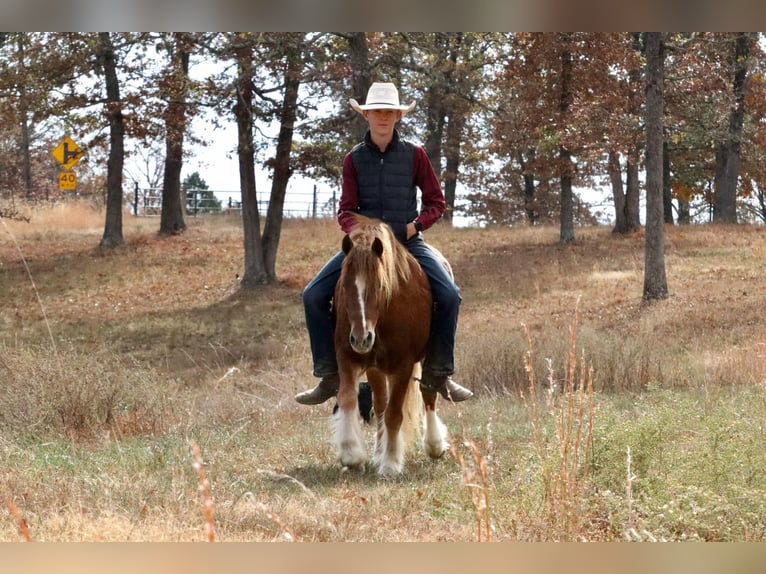 Gypsy Horse Mix Gelding 5 years 12 hh Sorrel in Mount Vernon, MO