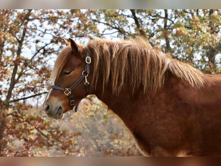 Gypsy Horse Mix Gelding 5 years 12 hh Sorrel in Mount Vernon, MO