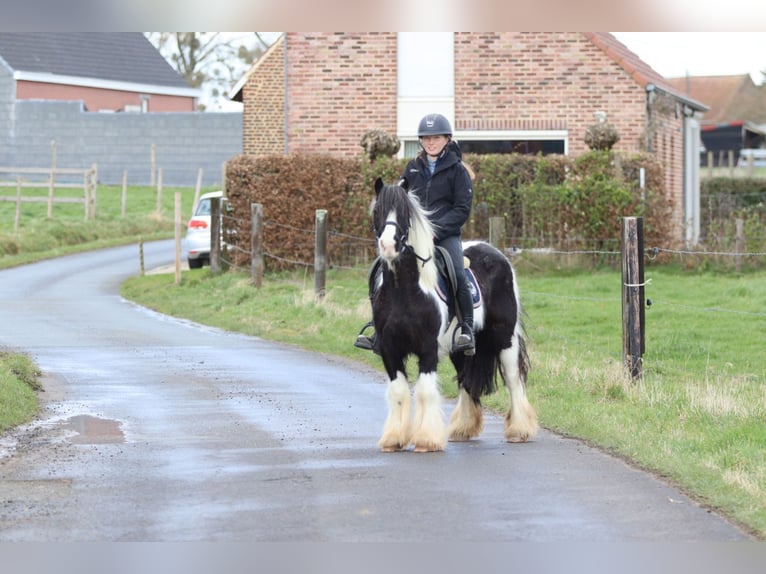 Gypsy Horse Gelding 5 years 12,1 hh Pinto in Pepingen