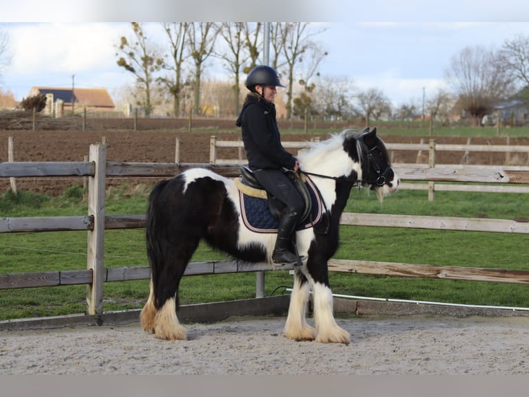 Gypsy Horse Gelding 5 years 12,1 hh Pinto in Pepingen