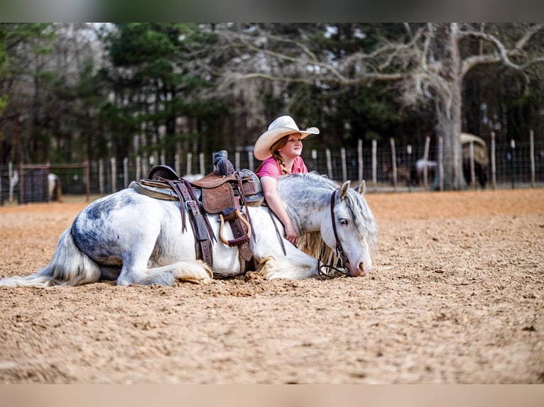 Gypsy Horse Gelding 5 years 12,2 hh Sabino in Bloomburg