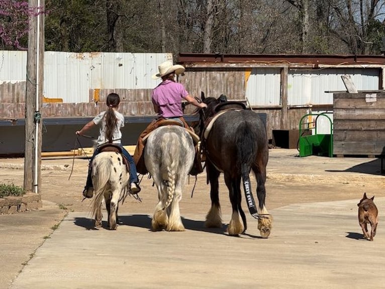 Gypsy Horse Gelding 5 years 12,2 hh Sabino in Bloomburg
