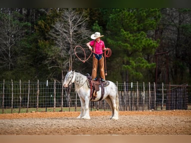 Gypsy Horse Gelding 5 years 12,2 hh Sabino in Bloomburg